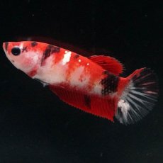 画像3: HMPK　鯉 メス (3)
