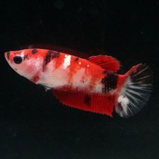 画像1: HMPK　鯉 メス (1)