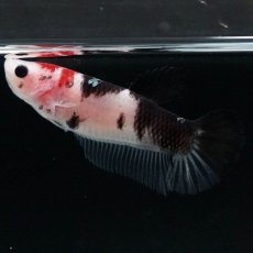 画像3: HMPK　鯉 メス (3)