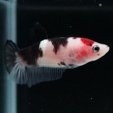画像4: HMPK　鯉 メス (4)