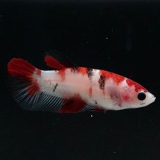 画像1: HMPK　鯉 メス (1)