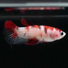 画像5: HMPK　鯉 メス (5)