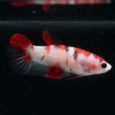 画像3: HMPK　鯉 メス (3)