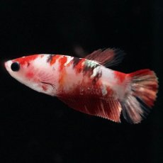 画像5: HMPK　鯉 メス (5)