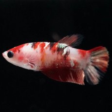 画像1: HMPK　鯉 メス (1)