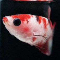画像3: HMPK　鯉 メス (3)