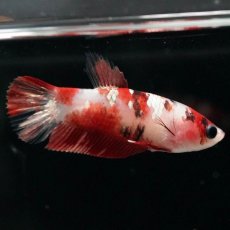 画像4: HMPK　鯉 メス (4)