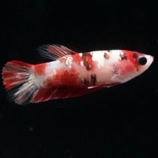 画像2: HMPK　鯉 メス (2)