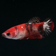 画像2: HMPK　鯉 メス (2)