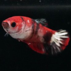 画像6: HMPK　鯉 メス (6)