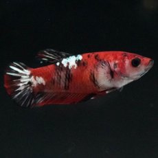 画像5: HMPK　鯉 メス (5)