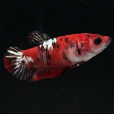 画像1: HMPK　鯉 メス (1)