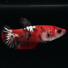 画像3: HMPK　鯉 メス (3)