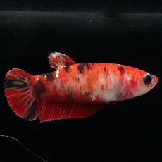 画像3: HMPK　鯉 メス (3)