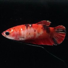 画像2: HMPK　鯉 メス (2)