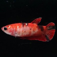 画像1: HMPK　鯉 メス (1)