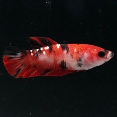 画像1: HMPK　鯉 メス (1)