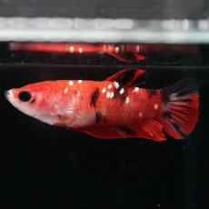 画像2: HMPK　鯉 メス (2)