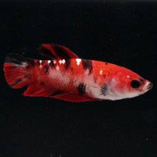 画像3: HMPK　鯉 メス (3)