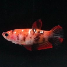 画像4: HMPK　鯉 メス (4)