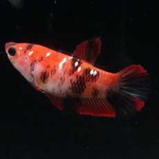 画像2: HMPK　鯉 メス (2)