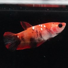画像1: HMPK　鯉 メス (1)