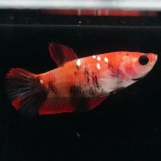 画像3: HMPK　鯉 メス (3)