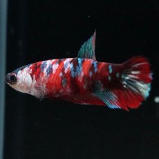 画像4: HMPK　鯉 メス (4)