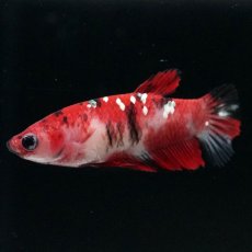 画像6: HMPK　鯉 メス (6)