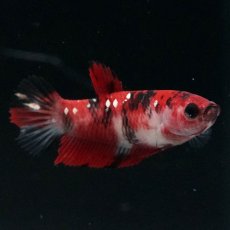 画像5: HMPK　鯉 メス (5)