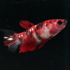 画像4: HMPK　鯉 メス (4)