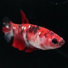 画像2: HMPK　鯉 メス (2)