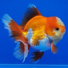 画像13: タイ産　超短オランダ　ハーフムーン　9cm± (13)