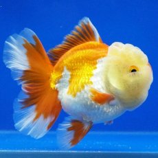 画像13: タイ産　超短オランダ　ハーフムーン　9cm± (13)
