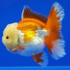 画像4: タイ産　超短オランダ　ハーフムーン　9cm± (4)