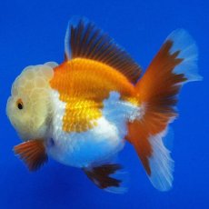 画像8: タイ産　超短オランダ　ハーフムーン　9cm± (8)