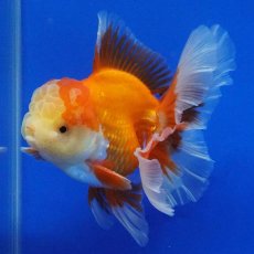 画像3: タイ産　超短オランダ　ハーフムーン　10cm± (3)
