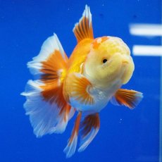 画像9: タイ産　超短オランダ　ハーフムーン　10cm± (9)