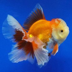 画像2: タイ産　超短オランダ　ハーフムーン　10cm± (2)