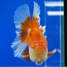画像7: タイ産　超短オランダ　ハーフムーン　10cm± (7)