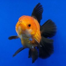 画像10: タイ産　超短オランダ　ハーフムーン　9cm± (10)