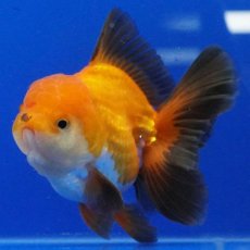 画像3: タイ産　超短オランダ　ハーフムーン　10cm± (3)