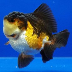 画像12: タイ産　超短オランダ　ショートテール　8cm± (12)