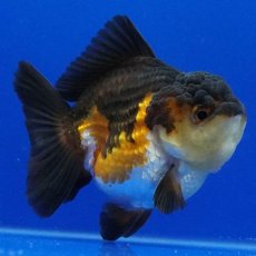 画像11: タイ産　超短オランダ　ショートテール　8cm± (11)