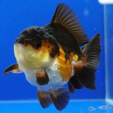 画像6: タイ産　超短オランダ　ショートテール　8cm± (6)
