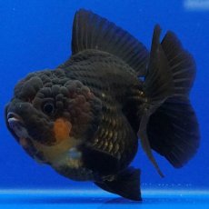 画像11: タイ産　超短オランダ　ショートテール　7cm± (11)