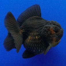 画像10: タイ産　超短オランダ　ショートテール　7cm± (10)