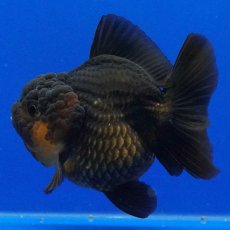 画像7: タイ産　超短オランダ　ショートテール　7cm± (7)