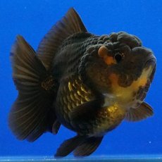 画像2: タイ産　超短オランダ　ショートテール　7cm± (2)