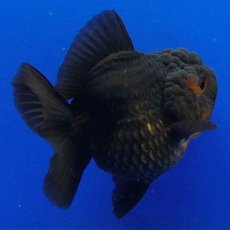 画像6: タイ産　超短オランダ　ショートテール　7cm± (6)